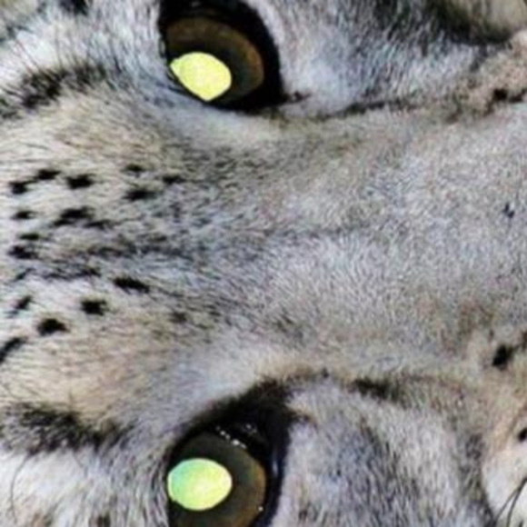 Meet your Posher, Ee - Picture 1 of 1